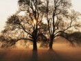 /album/fotogaleria-inicio/tree-jpg/